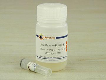 GSK-3β抗体(兔单抗)